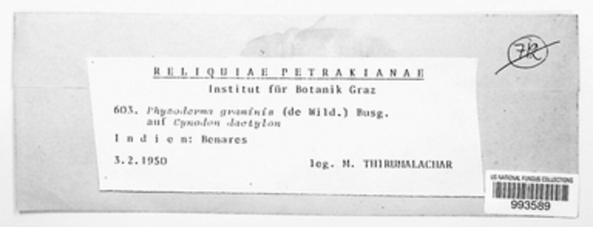 Physoderma graminis image